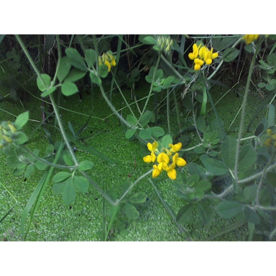 GREATER BIRDSFOOT TREFOIL seeds (lotus pedunculatus)