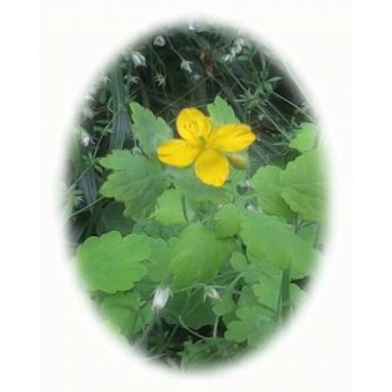 GREATER CELANDINE seeds (chelidonium majus)