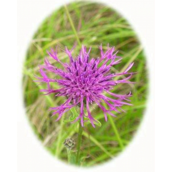 GREATER KNAPWEED seeds (centaurea scabiosa)