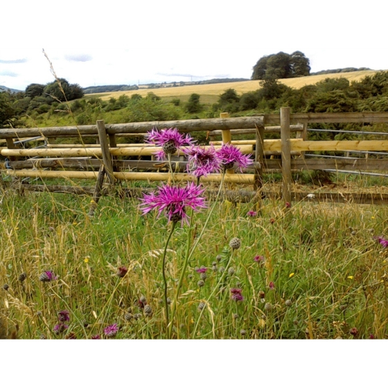 GREATER KNAPWEED seeds (centaurea scabiosa)