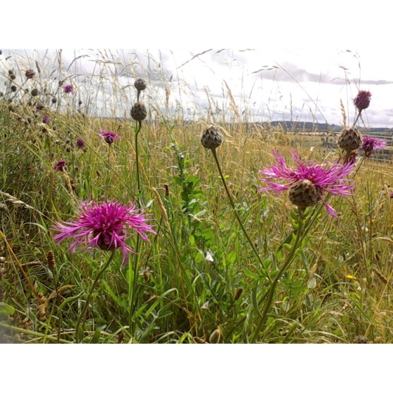 GREATER KNAPWEED seeds (centaurea scabiosa)