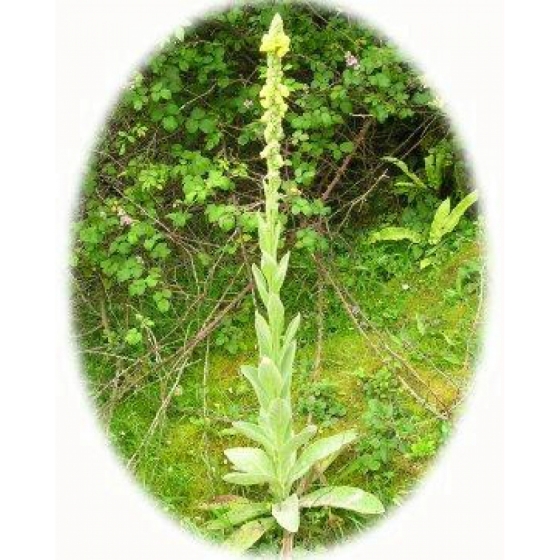 GREAT MULLEIN seeds (verbascum thapsus)