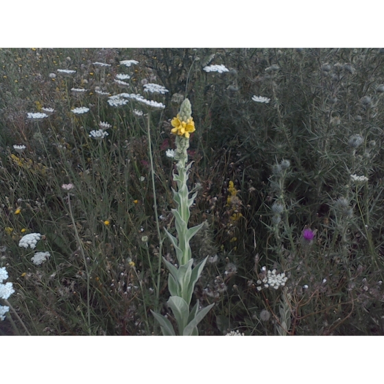 Verbascum thapsus 300 seeds UK wildflower. Great Mullein Details about   Aaron's Rod