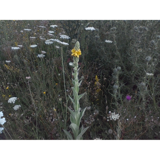 GREAT MULLEIN seeds (verbascum thapsus)