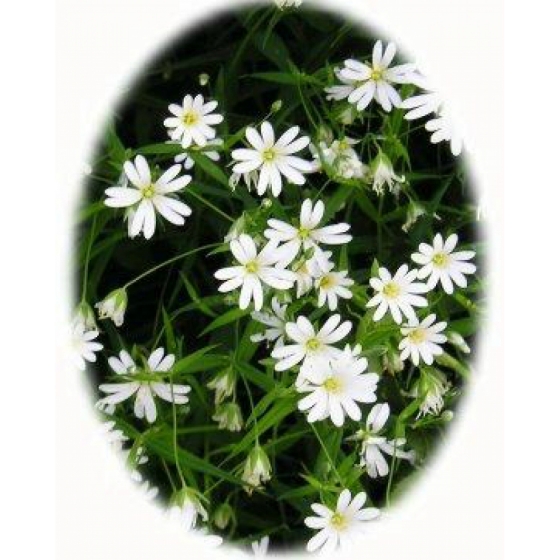 GREATER STITCHWORT seeds (stellaria holostea)