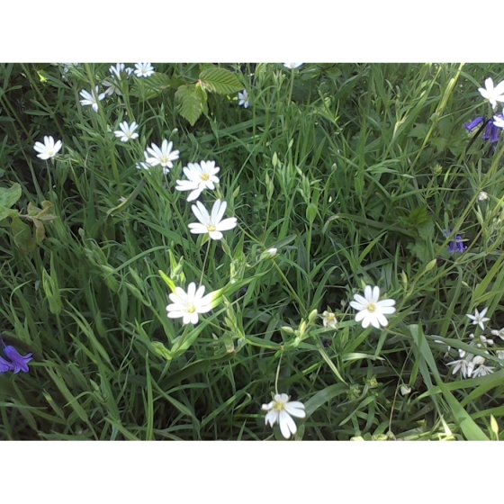 GREATER STITCHWORT seeds (stellaria holostea)