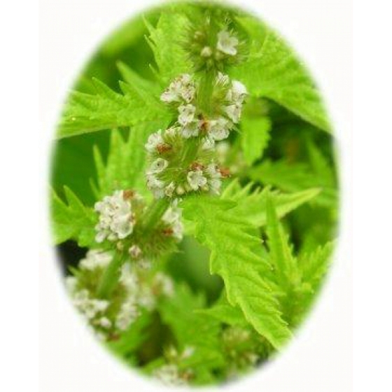 GYPSYWORT seeds (lycopus europaeus)