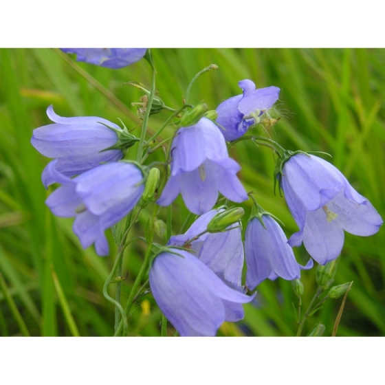 HAREBELL seeds (campanula rotundifolia)