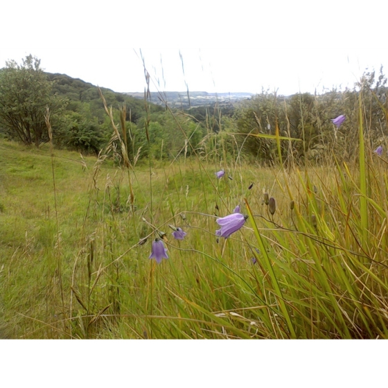 HAREBELL seeds (campanula rotundifolia)