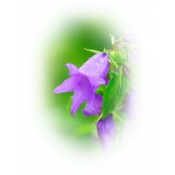 GIANT BELLFLOWER seeds (campanula latifolia)