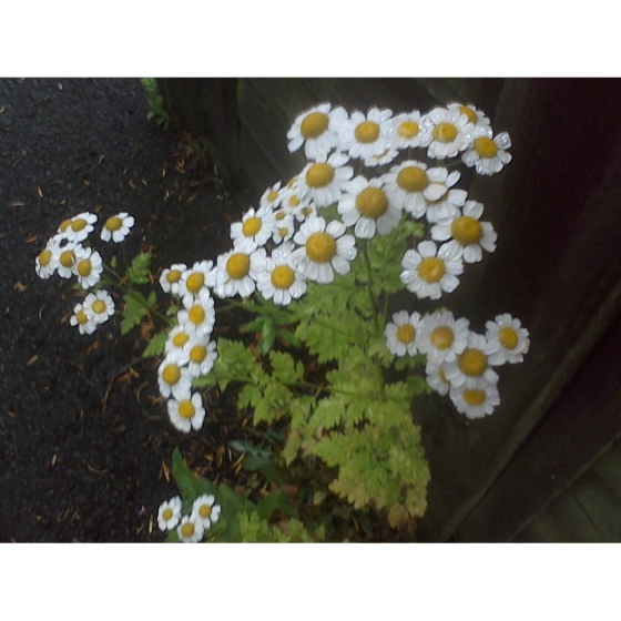 FEVERFEW seeds (tanacetum parthenium)