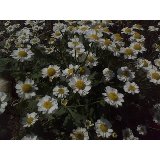 FEVERFEW seeds (tanacetum parthenium)