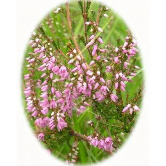 HEATHER seeds (calluna vulgaris)