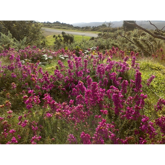 HEATHER seeds (calluna vulgaris)