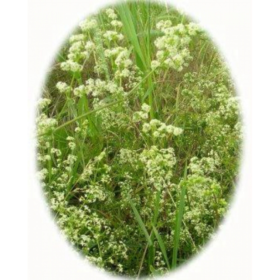 HEDGE BEDSTRAW seeds (galium mollugo)