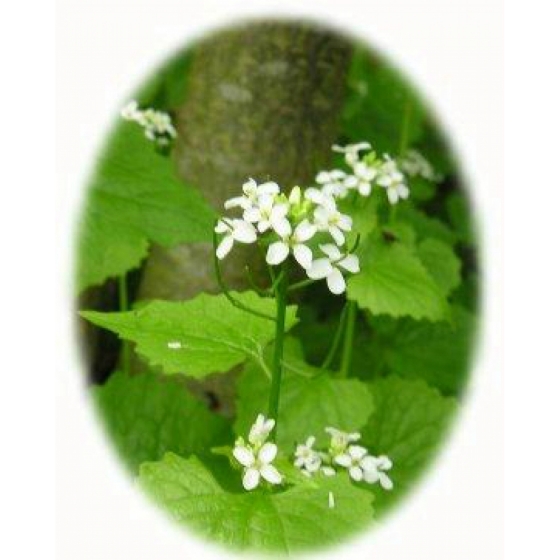 HEDGE GARLIC seeds (alliaria petiolata)