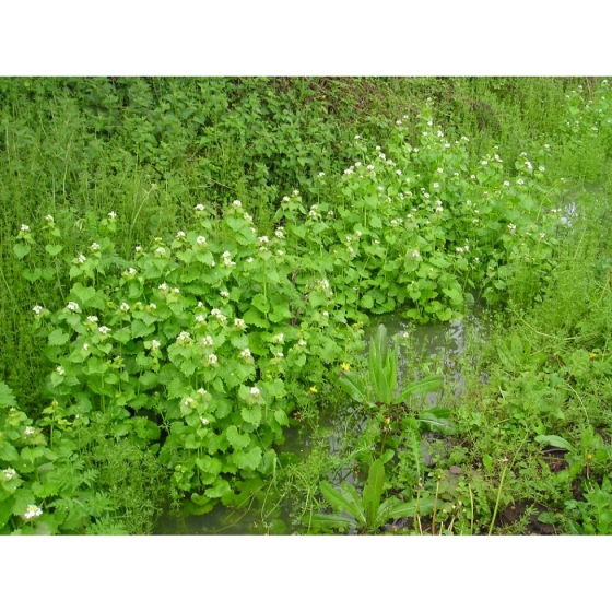 HEDGE GARLIC seeds (alliaria petiolata)