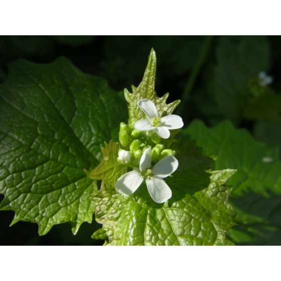 HEDGE GARLIC seeds (alliaria petiolata)