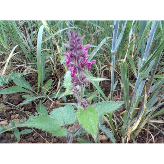 HEDGE WOUNDWORT seeds (stachys sylvatica)