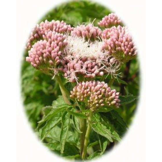 HEMP AGRIMONY seeds (eupatonum cannabinum)