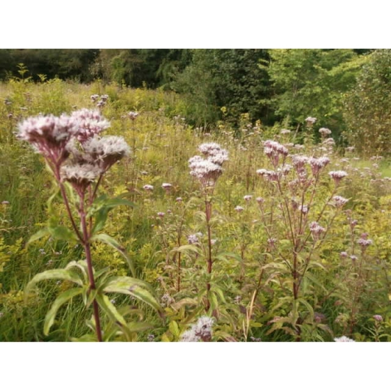 HEMP AGRIMONY seeds (eupatonum cannabinum)