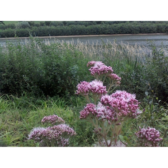 HEMP AGRIMONY seeds (eupatonum cannabinum)