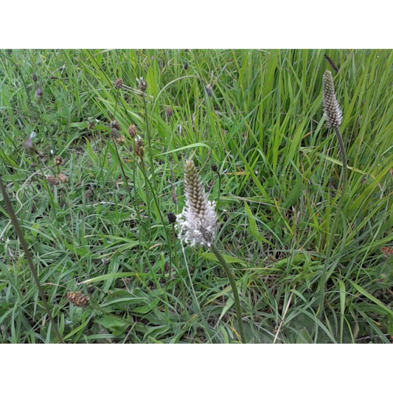 HOARY PLANTAIN seeds (plantago media)