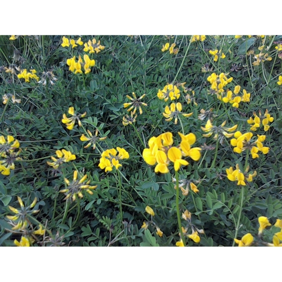 HORSESHOE VETCH seeds (hippocrepis comosa)