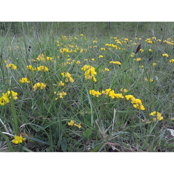 HORSESHOE VETCH seeds (hippocrepis comosa)