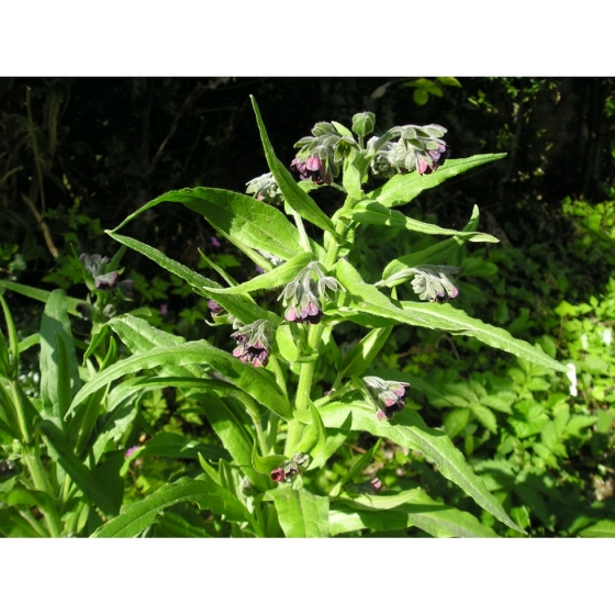 HOUNDS TONGUE seeds (cynoglossum officinale)