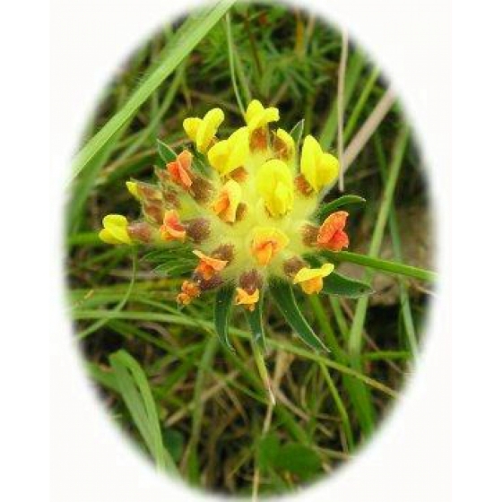 KIDNEY VETCH seeds (anthyllis vulneraria)