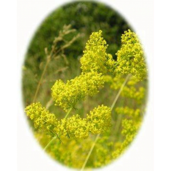 LADY`S BEDSTRAW seeds (galium verum)