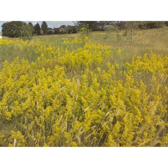 LADY`S BEDSTRAW seeds (galium verum)