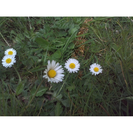 LAWN DAISY seeds (bellis perennis)