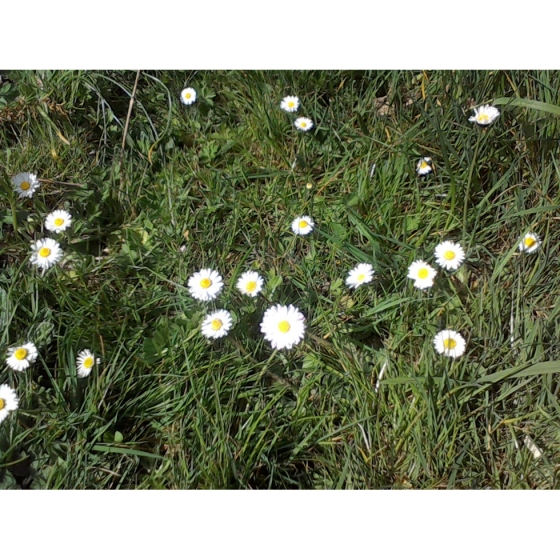 LAWN DAISY seeds (bellis perennis)