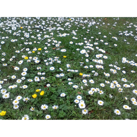 LAWN DAISY seeds (bellis perennis)