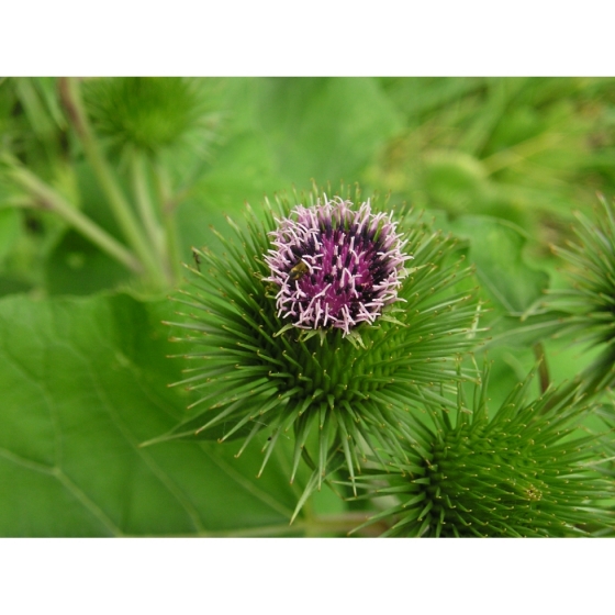 LESSER BURDOCK seeds (arctium minus)