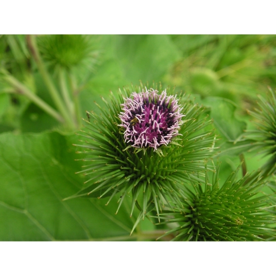 LESSER BURDOCK seeds (arctium minus)