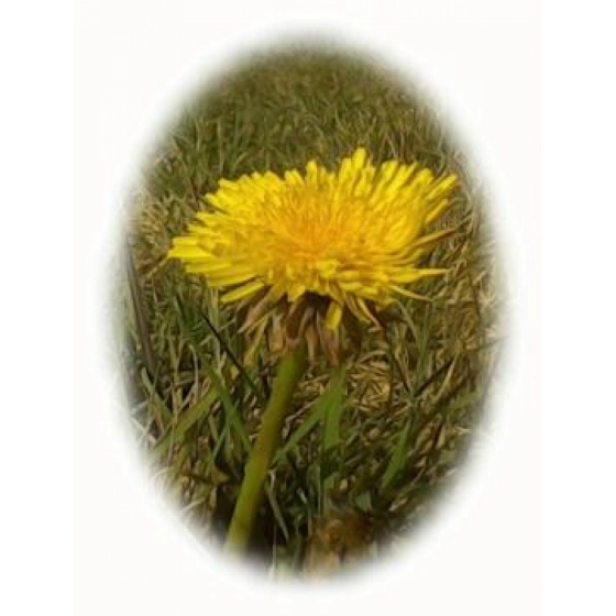 DANDELION seeds (taraxacum officinale)