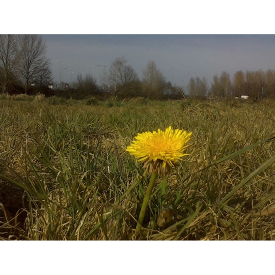 DANDELION seeds (taraxacum officinale)