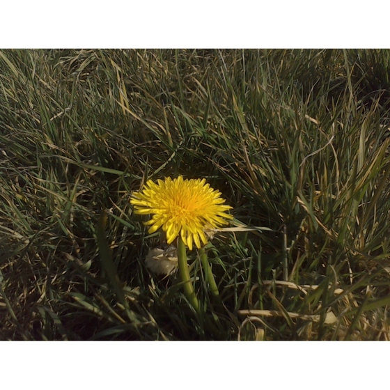 DANDELION seeds (taraxacum officinale)