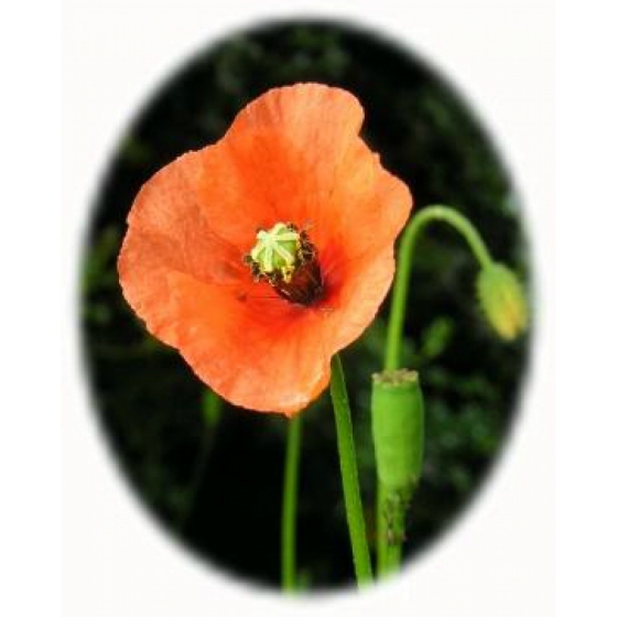 LONG HEADED POPPY seeds (papaver dubium)