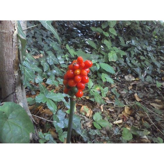 LORDS AND LADIES seeds (arum maculatum)