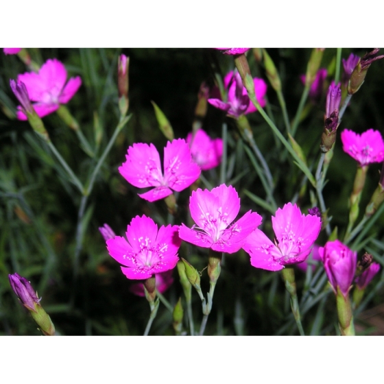 MAIDEN PINK seeds (dianthus deltoides)