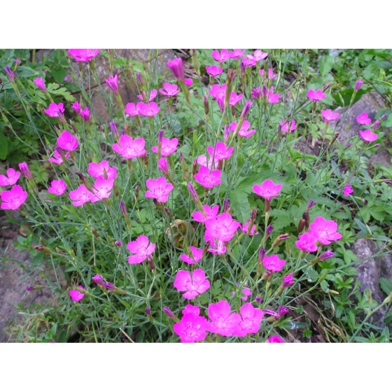 MAIDEN PINK seeds (dianthus deltoides)