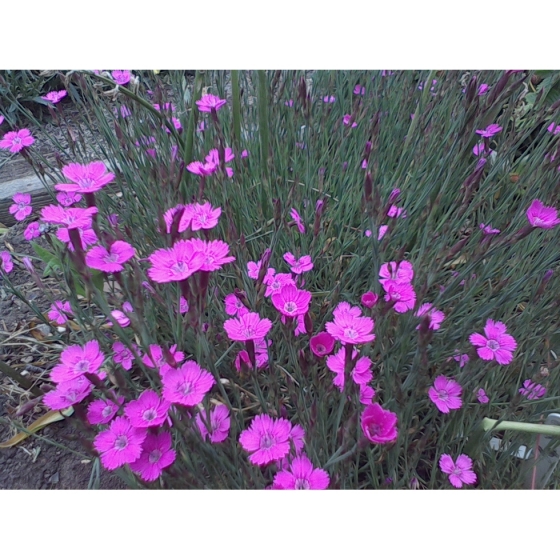 MAIDEN PINK seeds (dianthus deltoides)