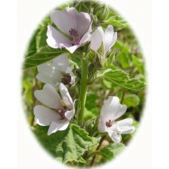 MARSH MALLOW seeds (althoea officinalis)