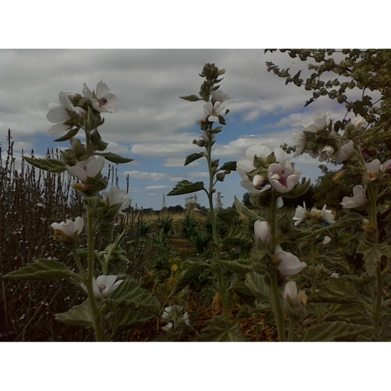 MARSH MALLOW seeds (althoea officinalis)