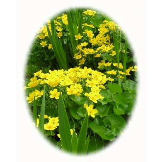 MARSH MARIGOLD seeds (caltha palustris)