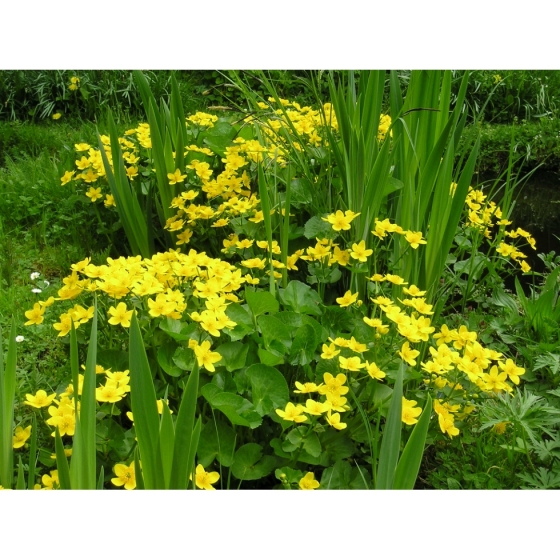 MARSH MARIGOLD seeds (caltha palustris)